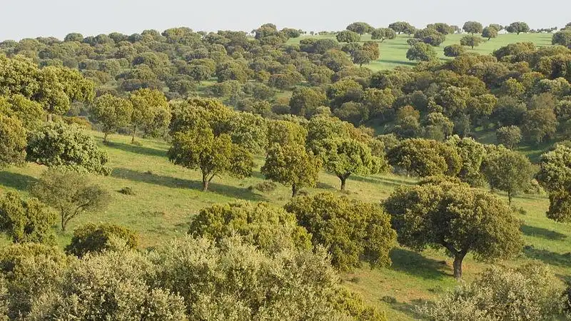 Terreni e lotti in vendita a Centro, imagen 8
