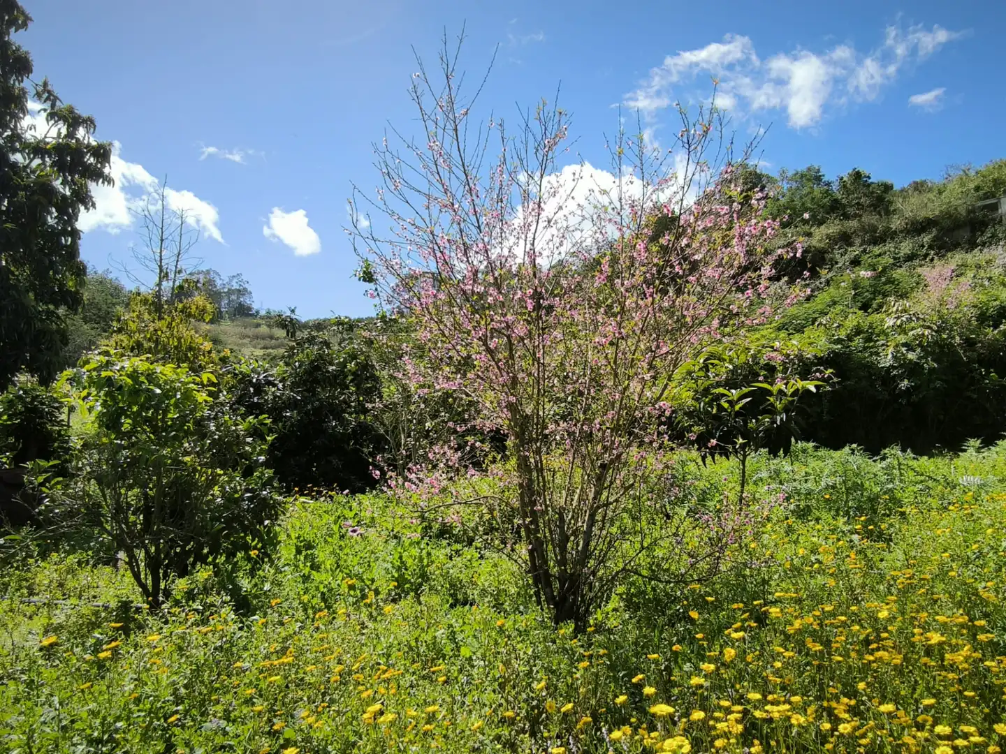 Jardín de Finca rústica en venta en Moya (Las Palmas)