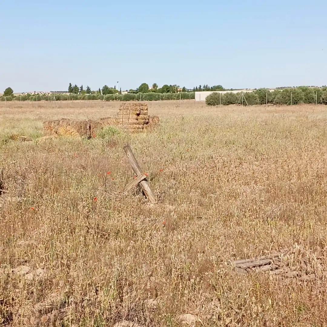 Terreny rústic en venda a Camino del Cuadrado 50, imagen 17