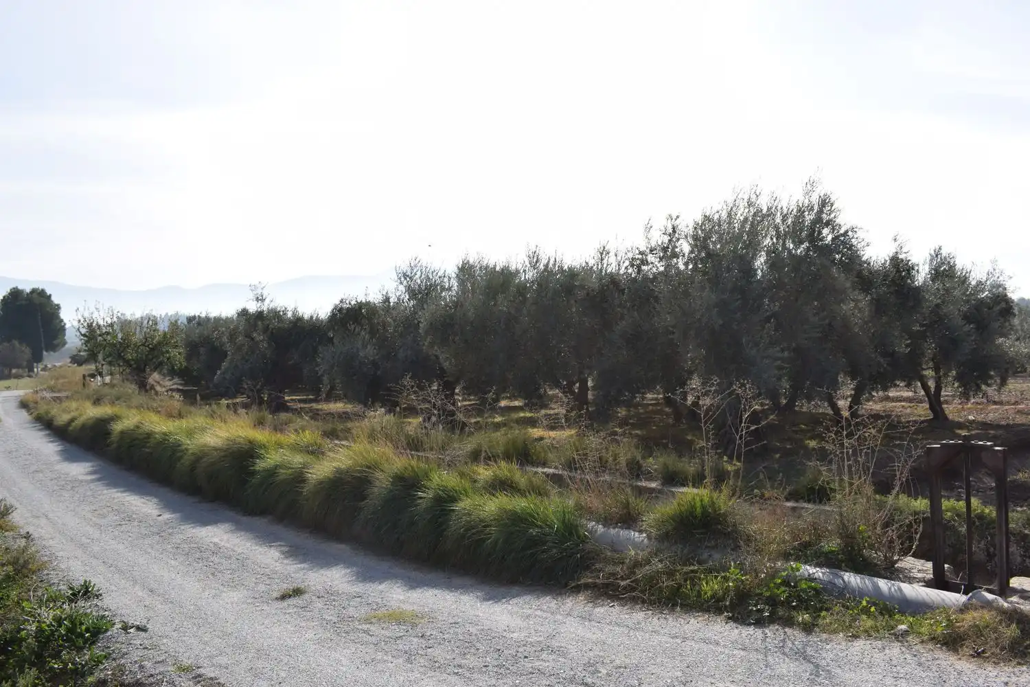 Terreno rustico in vendita a LOS MOLINOS
