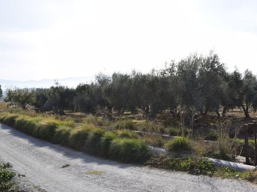 Terreno rustico in vendita a LOS MOLINOS
