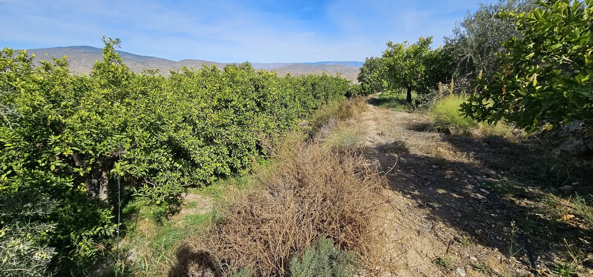 Terreno en venta en Bentarique