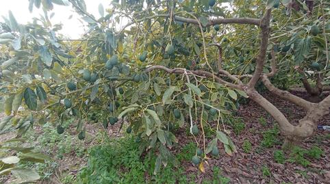 Photo 4 of Land for sale in Carretera el Morche, 279, El Morche, Torrox