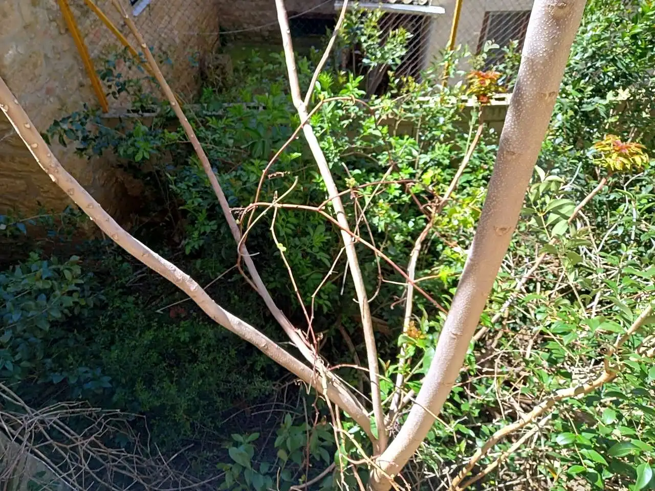 Jardí de Casa o xalet en venda en Sos del Rey Católico amb Jardí privat i Balcó