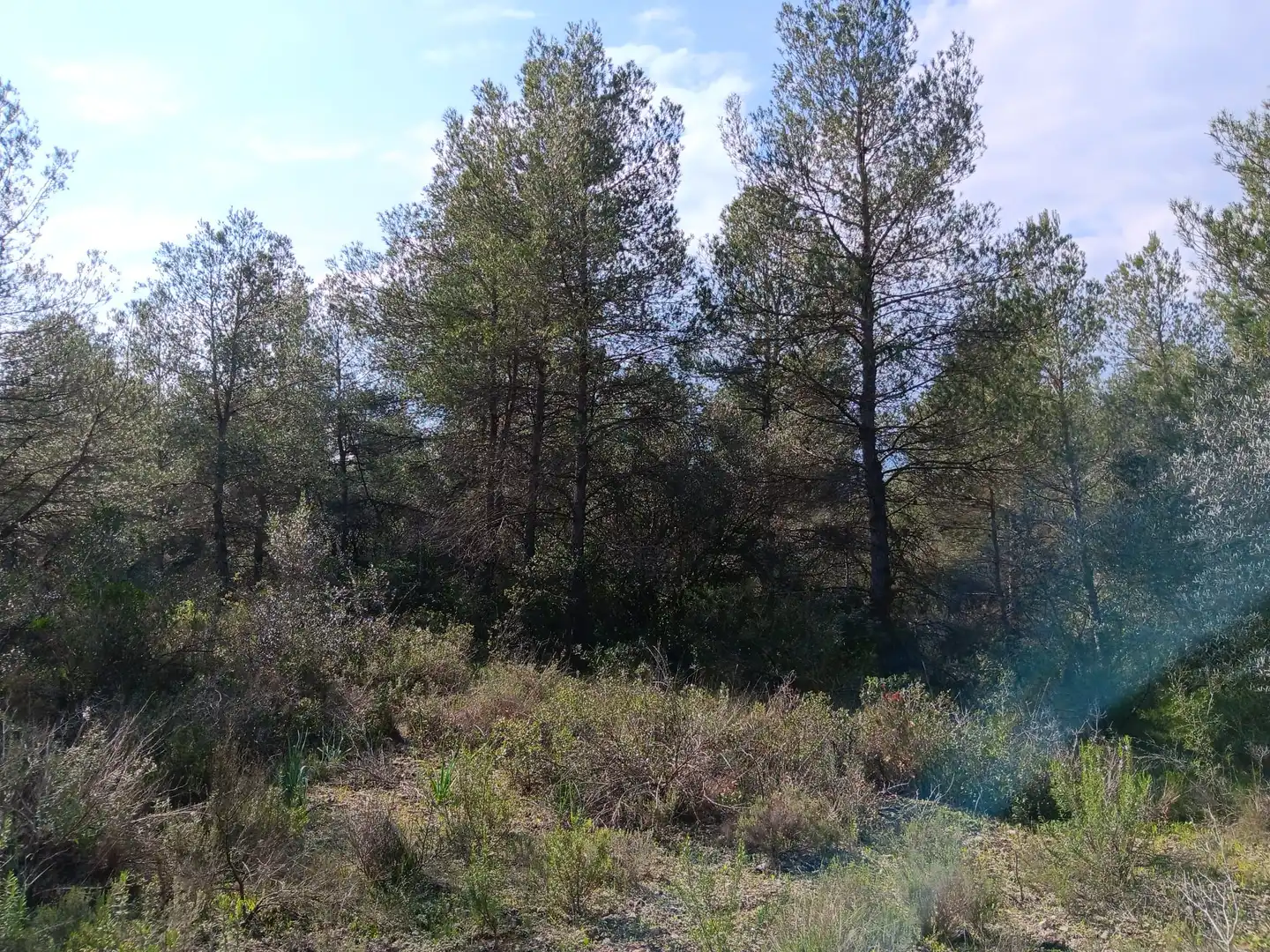 Lands and plots for sale in Ginestar, imagen 14