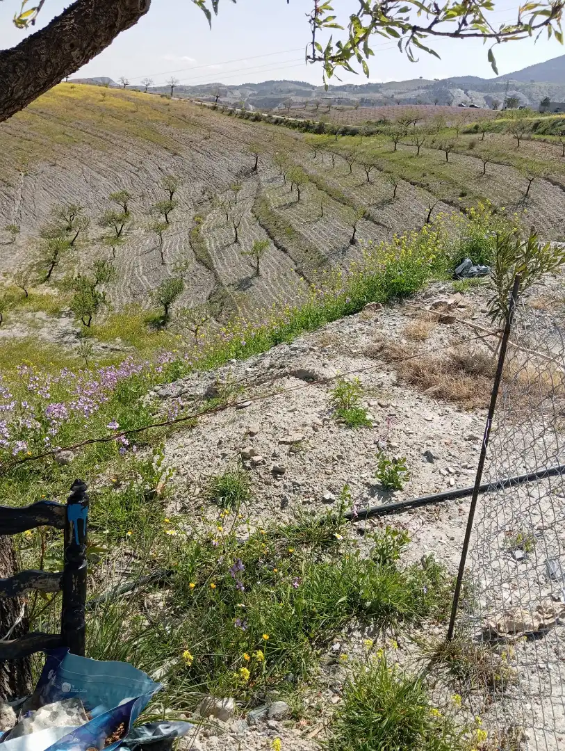 Terreno rustico in vendita a Diseminado Nogalte 63, imagen 7