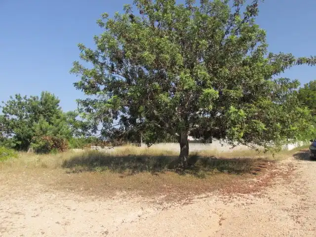 Terreno residenziale in vendita a La Conarda - Montesano, imagen 6