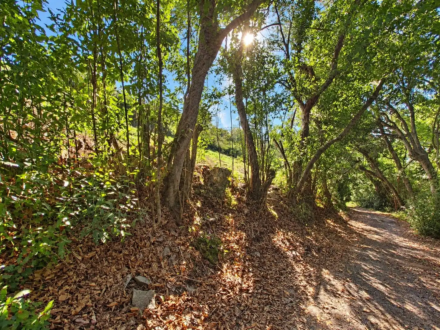 Terrain rustique à vendre à Camino de Caldones 2380, imagen 12