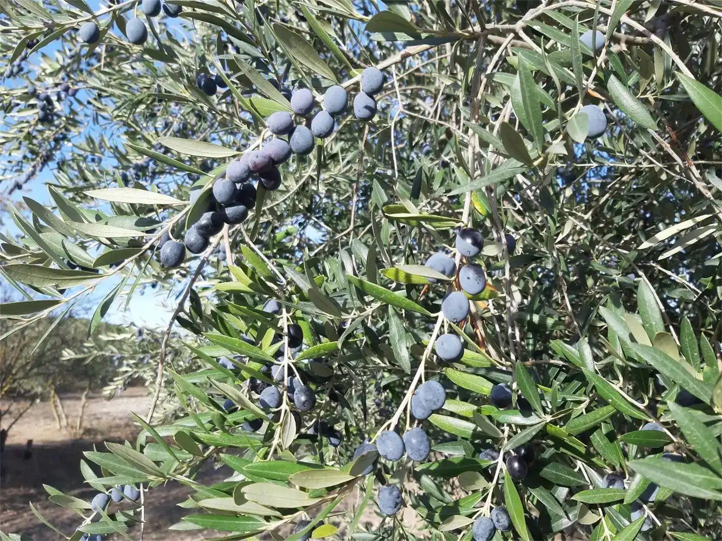 Garten von Grundstücke zum Verkauf in Maldà, Lleida