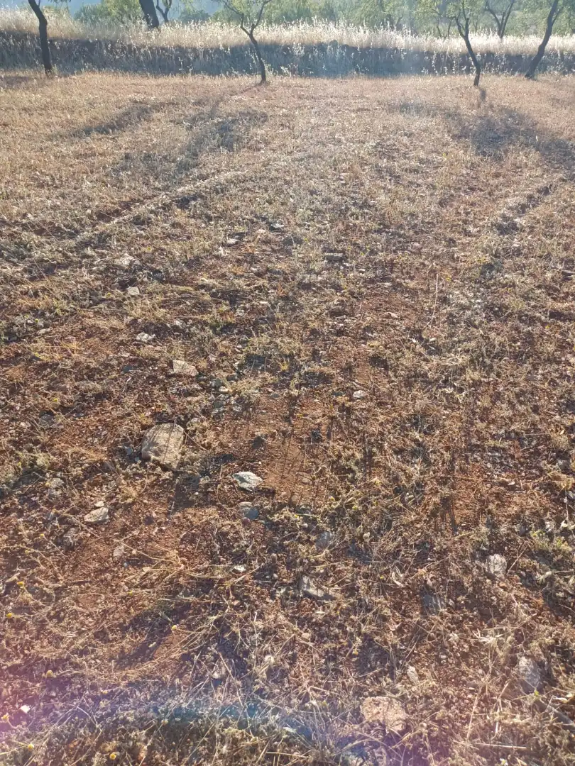 Rural land for sale in Nigüelas, imagen 5