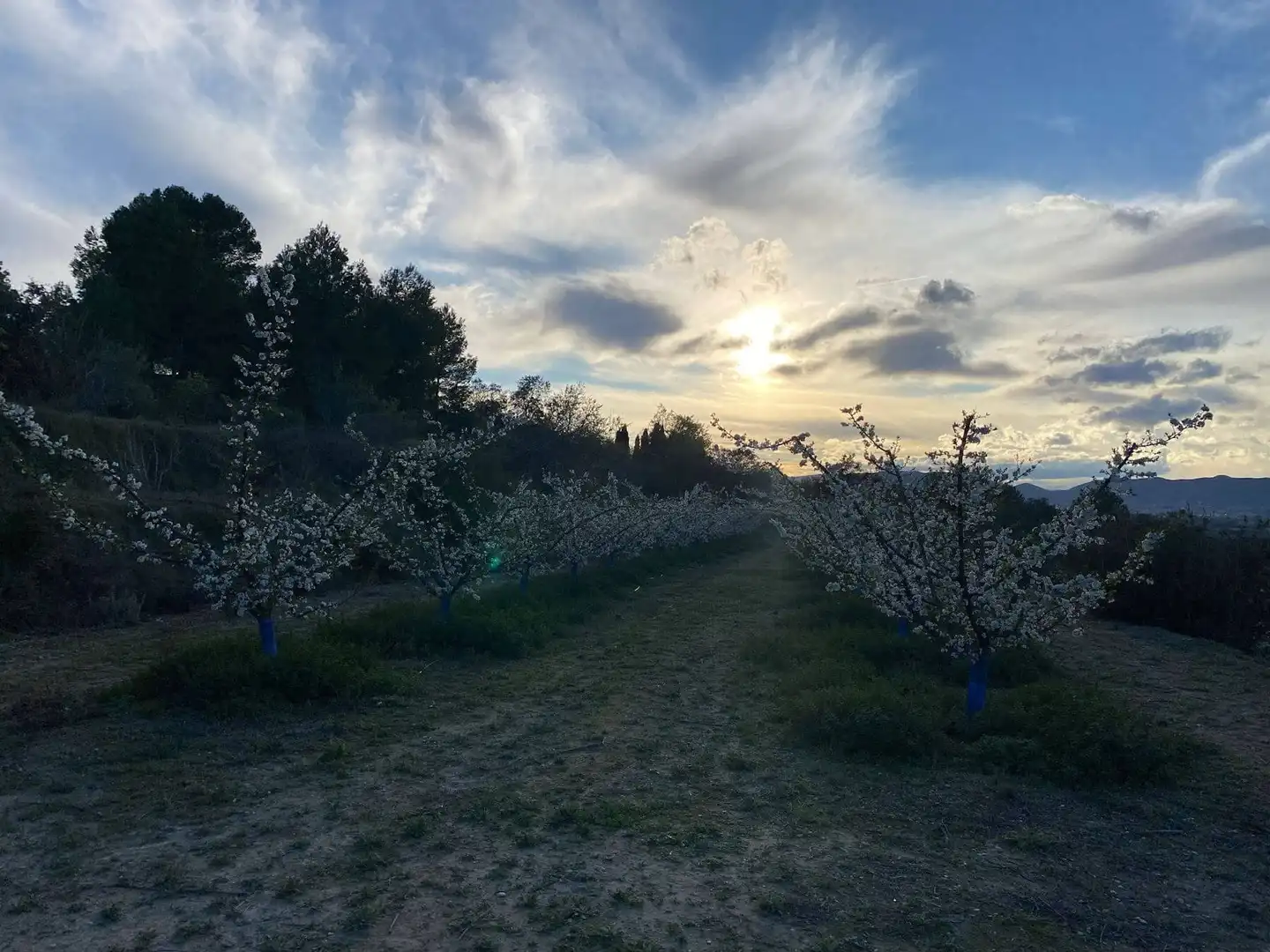 Jardí de Finca rústica en venda en El Palomar, Valencia