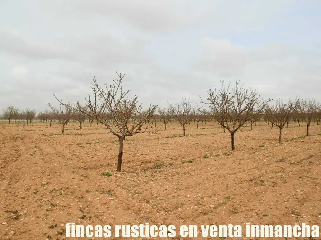 Terreno rustico in vendita a Alcázar de San Juan, imagen 3