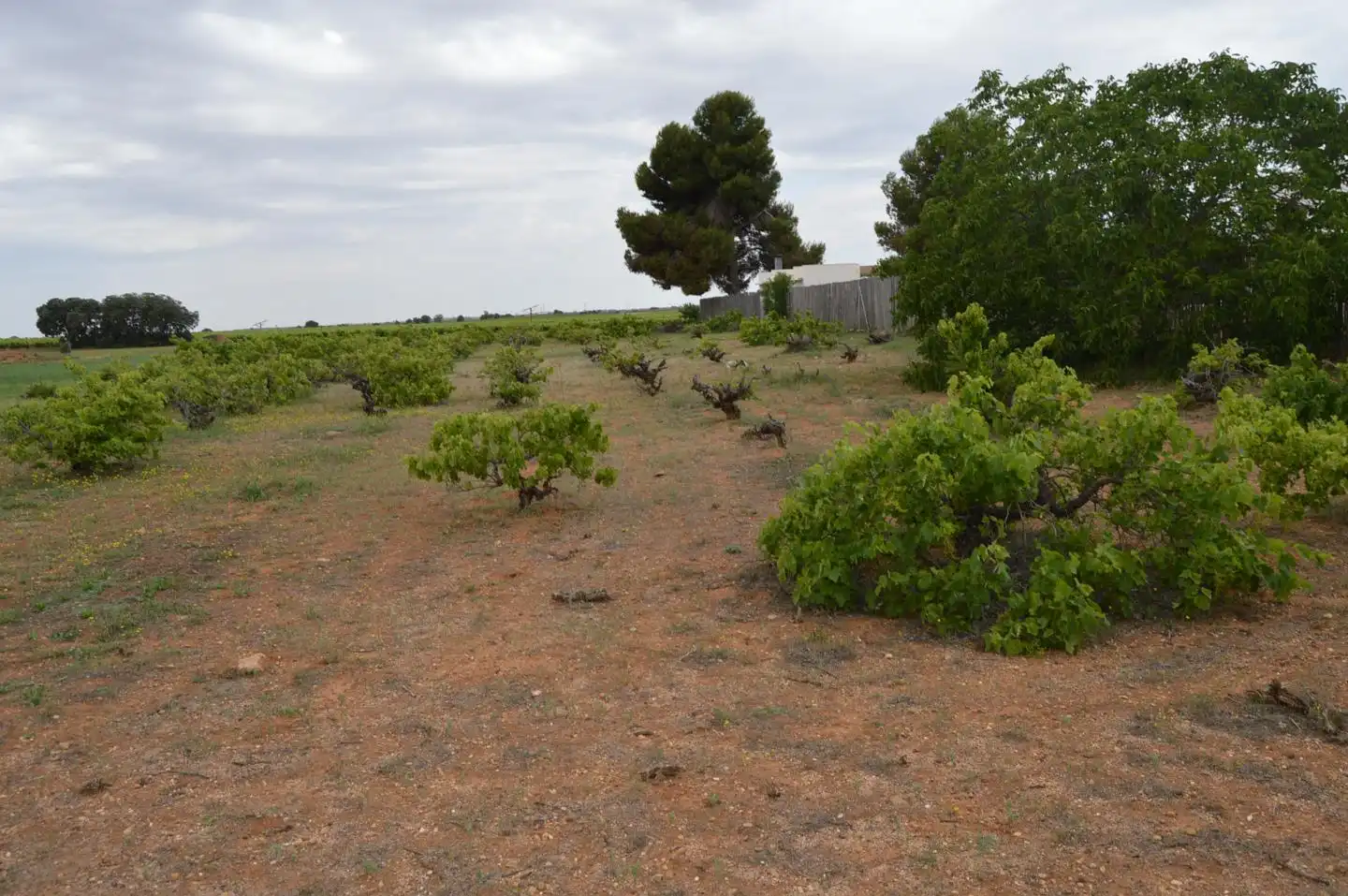 Terreni e lotti in vendita a Paraje Pozo Duende, imagen 8