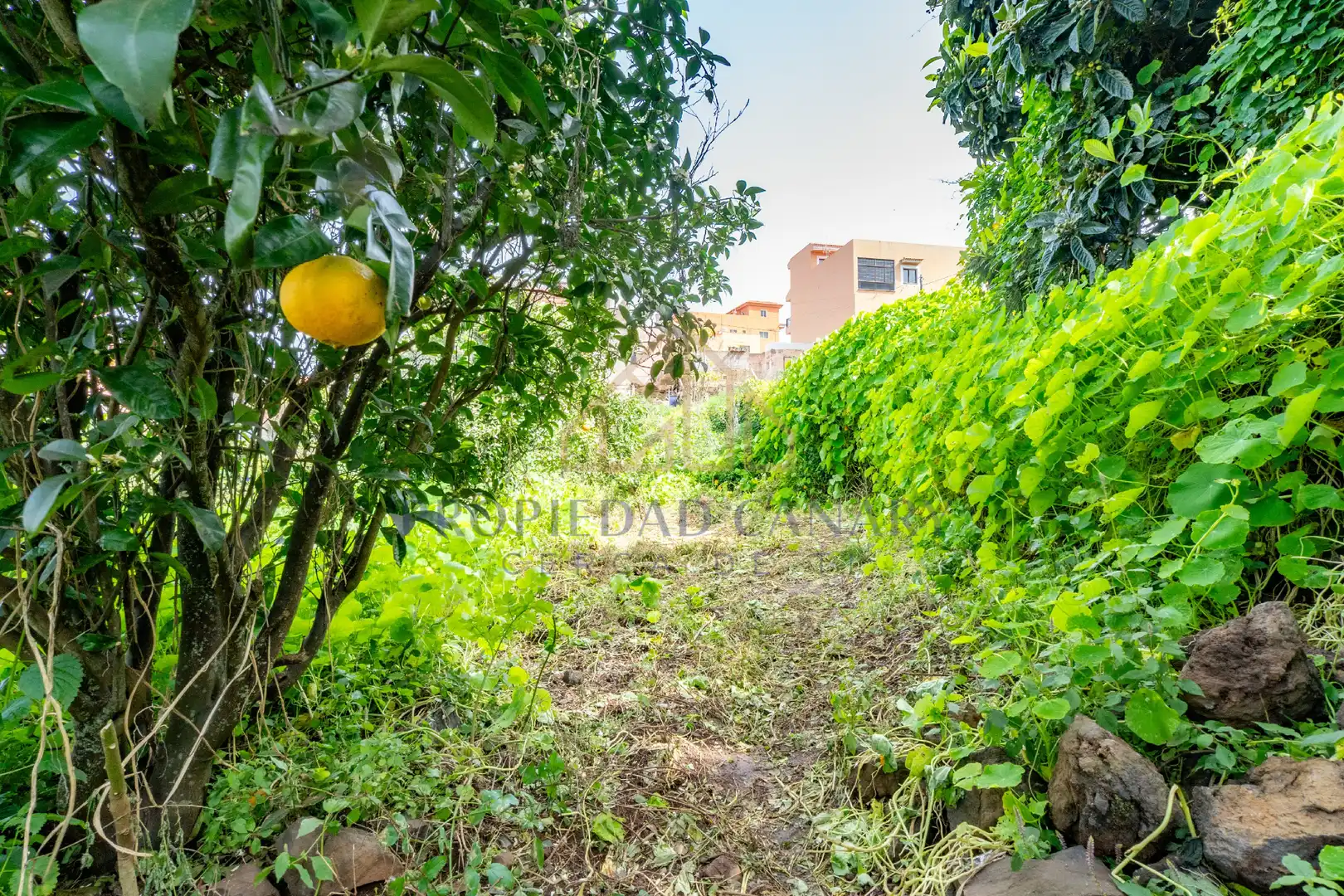 Finca rústica en venda en La Victoria de Acentejo