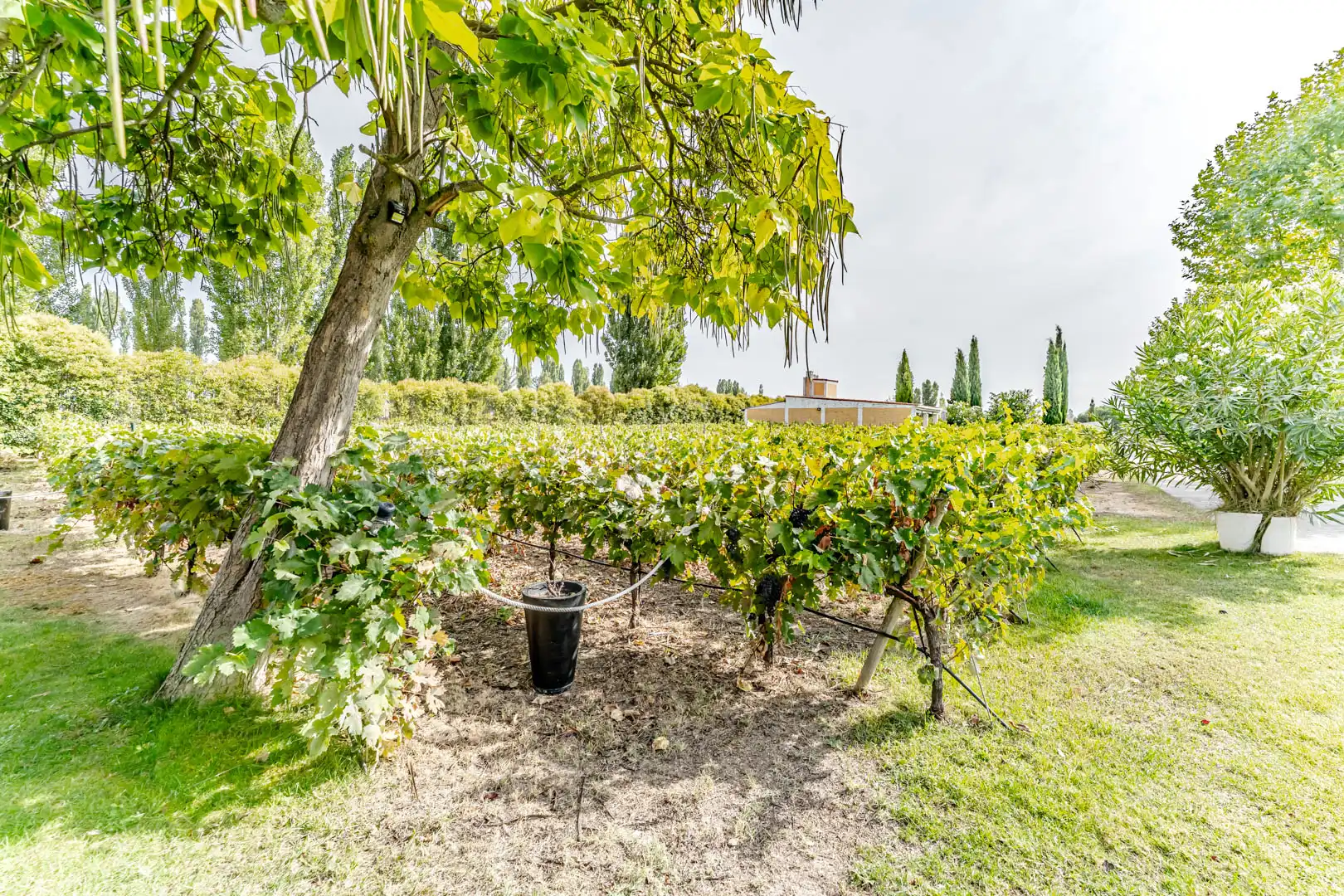 Jardín de Finca rústica en venta en Laguna de Duero con Aire acondicionado, Calefacción y Jardín privado