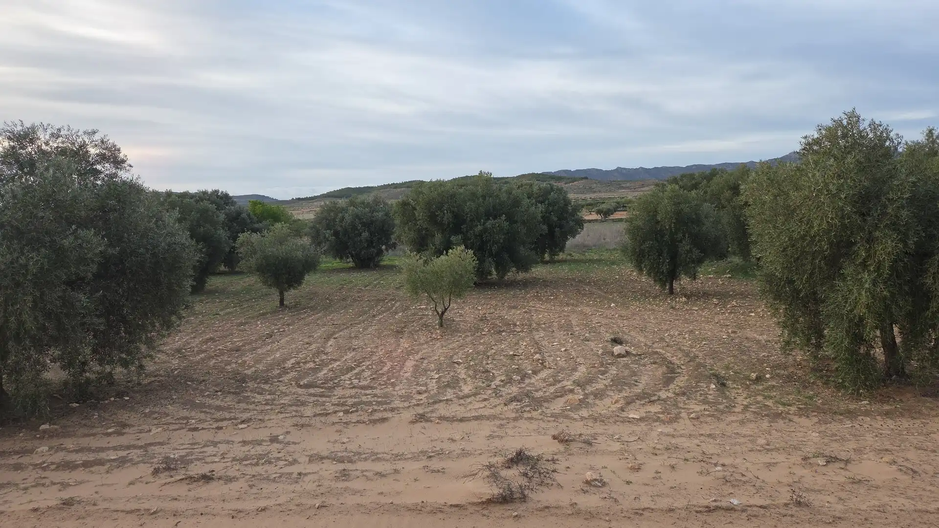 Terreny residencial en venda a Jumilla, imagen 3