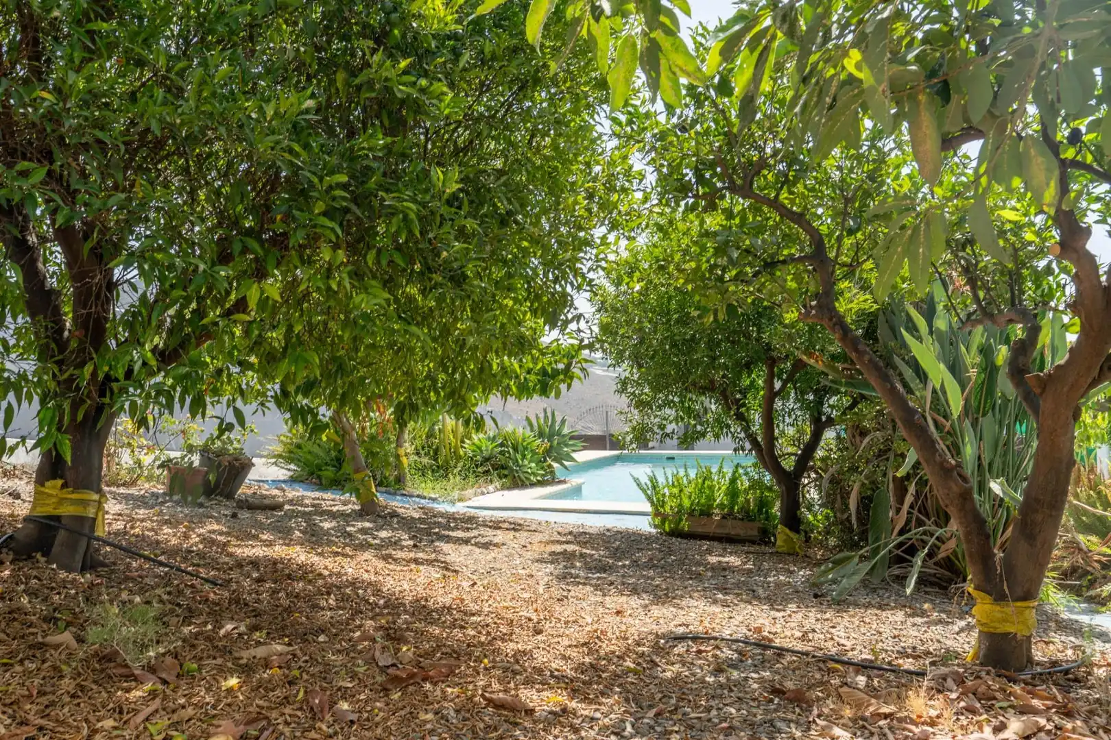 Piscina de Casa o chalet en venta en Molvízar con Terraza y Piscina
