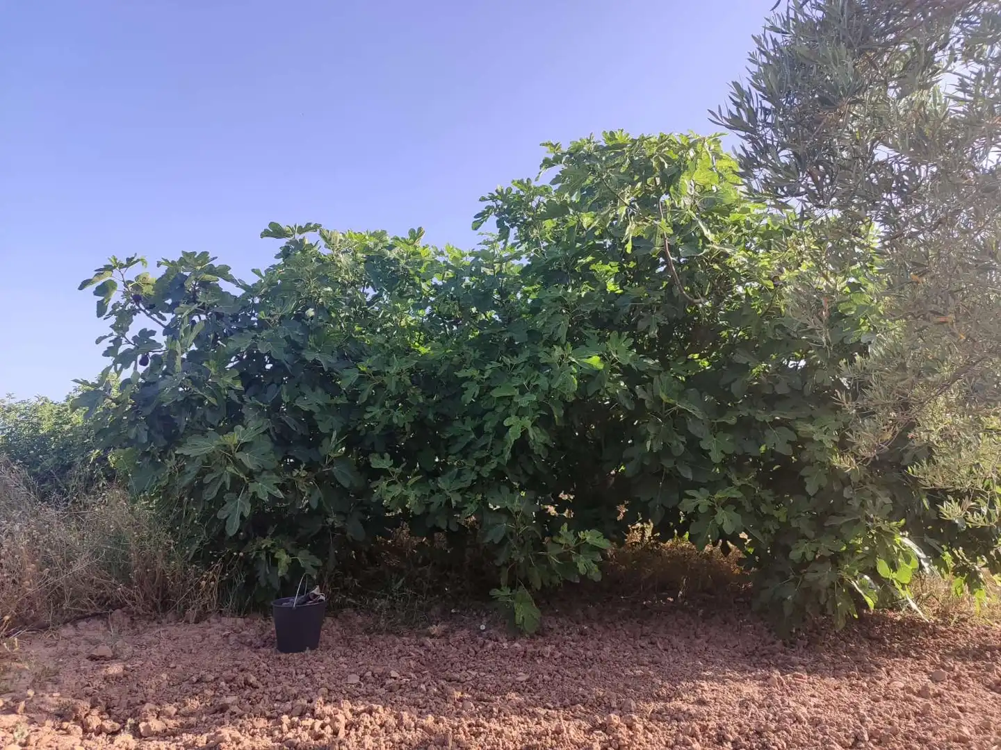 Lands and plots for sale in Bullas, imagen 4