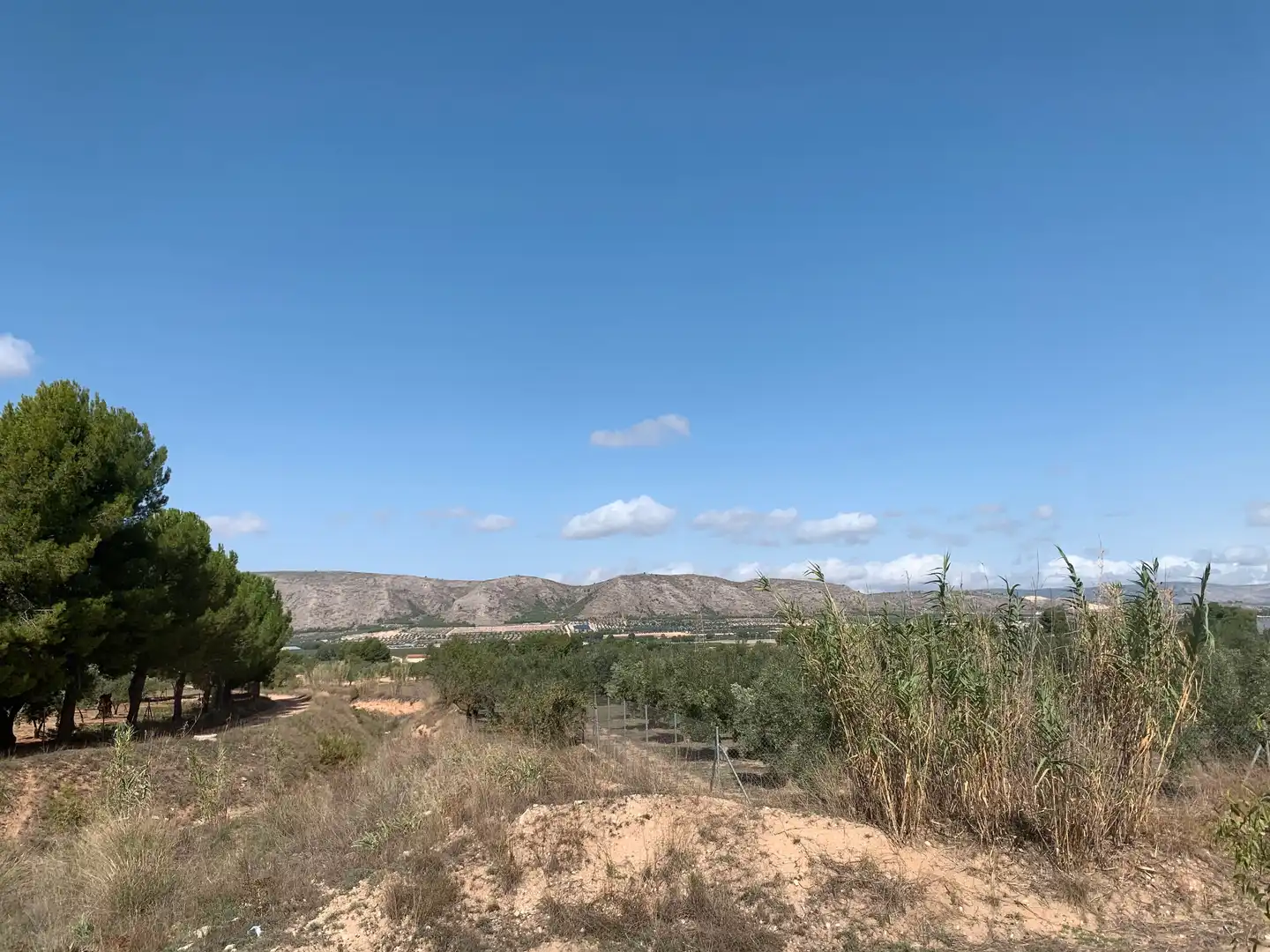 Rural land for sale in Las Tiesas, imagen 3