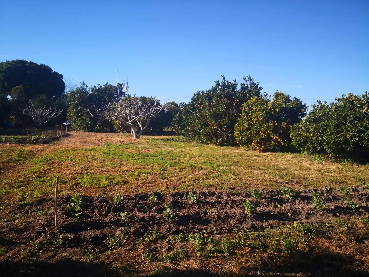 Terreno rustico in vendita a Barbate ciudad, imagen 4