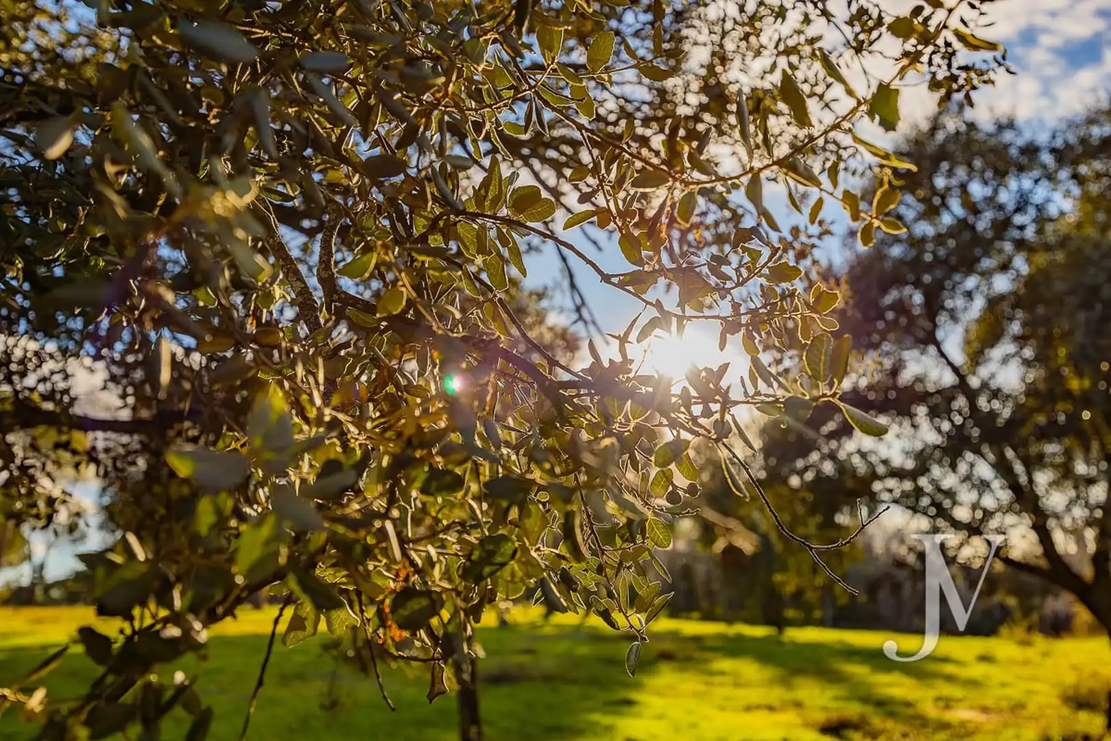 Jardí de Residencial en venda en La Moraleja