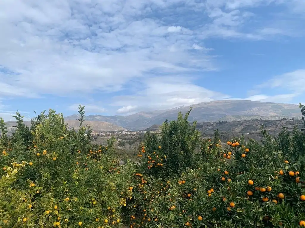 Finca rústica en venta en Lecrín