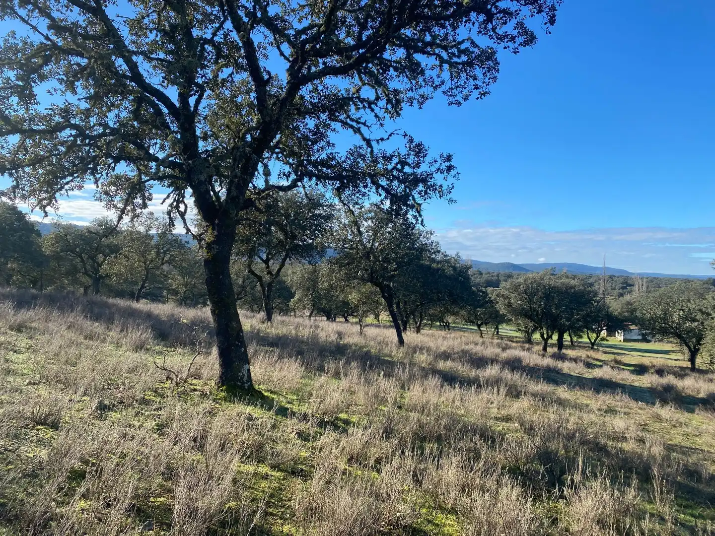 Finca rústica en venta en Buenaventura