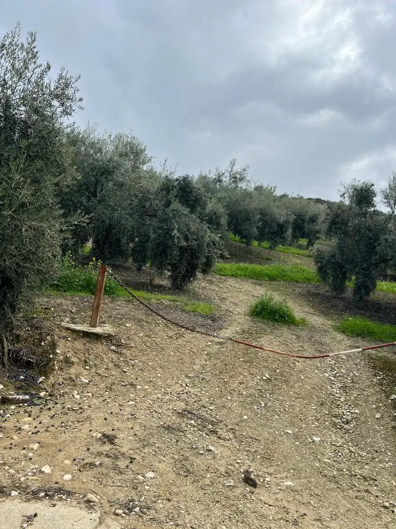 Terreno rustico in vendita a Cabra, imagen 23