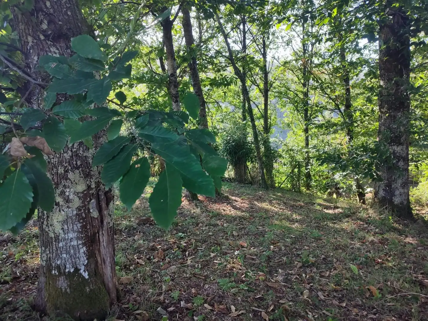 Terreno residenziale in vendita a Área de Ames, imagen 6