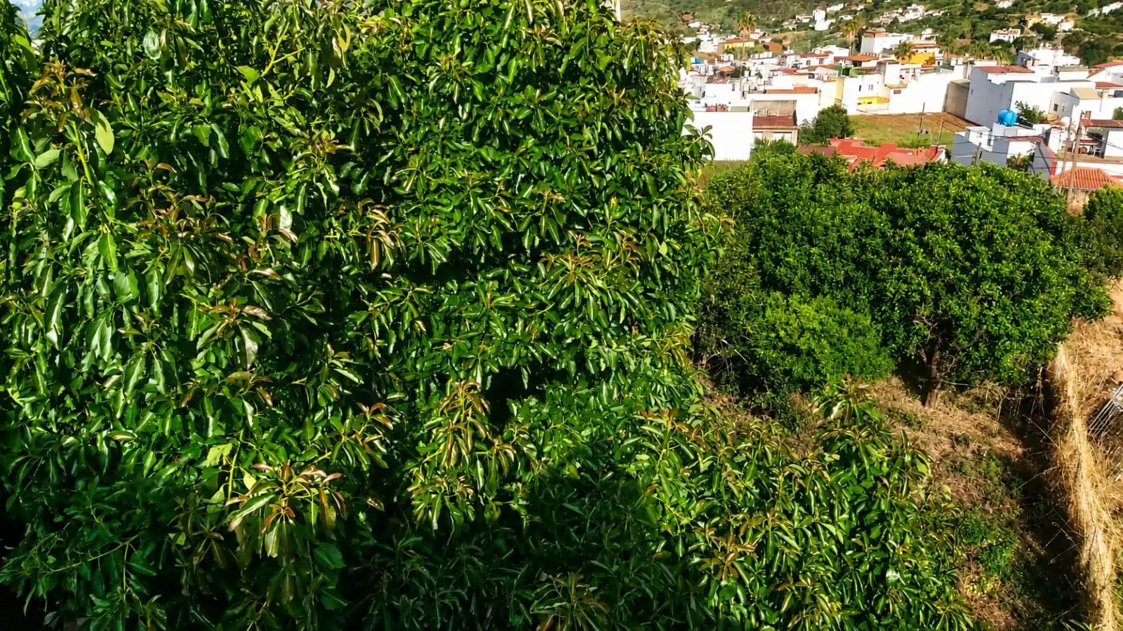 Vista exterior de Casa o xalet en venda en Teror amb Jardí privat, Terrassa i Balcó