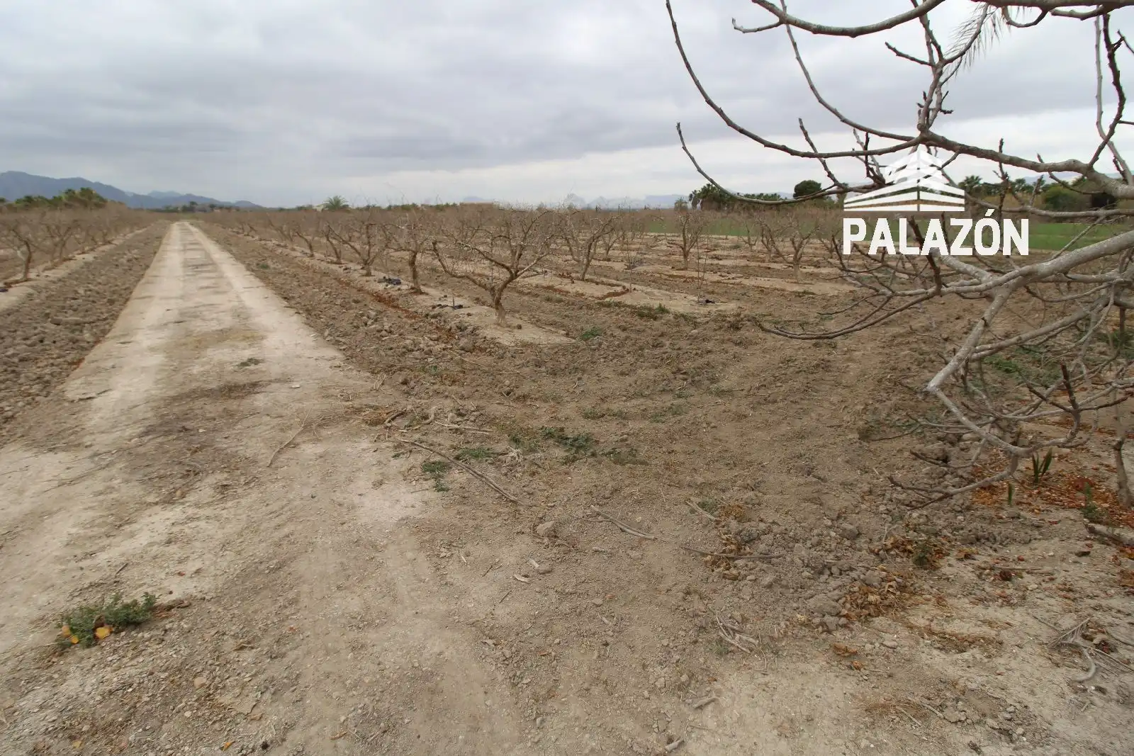 Terreno rustico in vendita a Crevillent