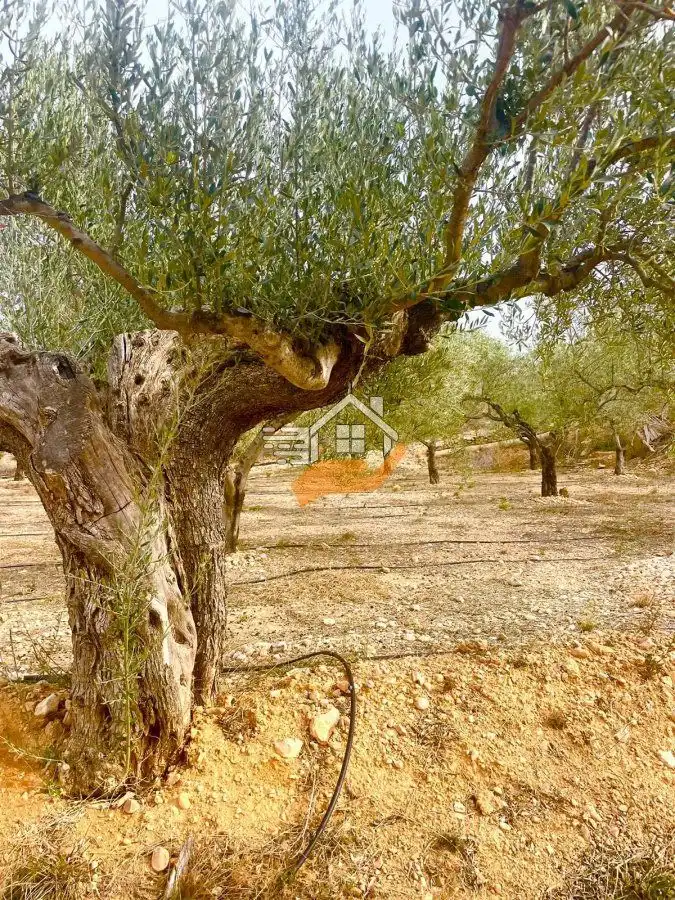 Grundstücke und Bauplätze zum Verkauf in Abanilla, imagen 11