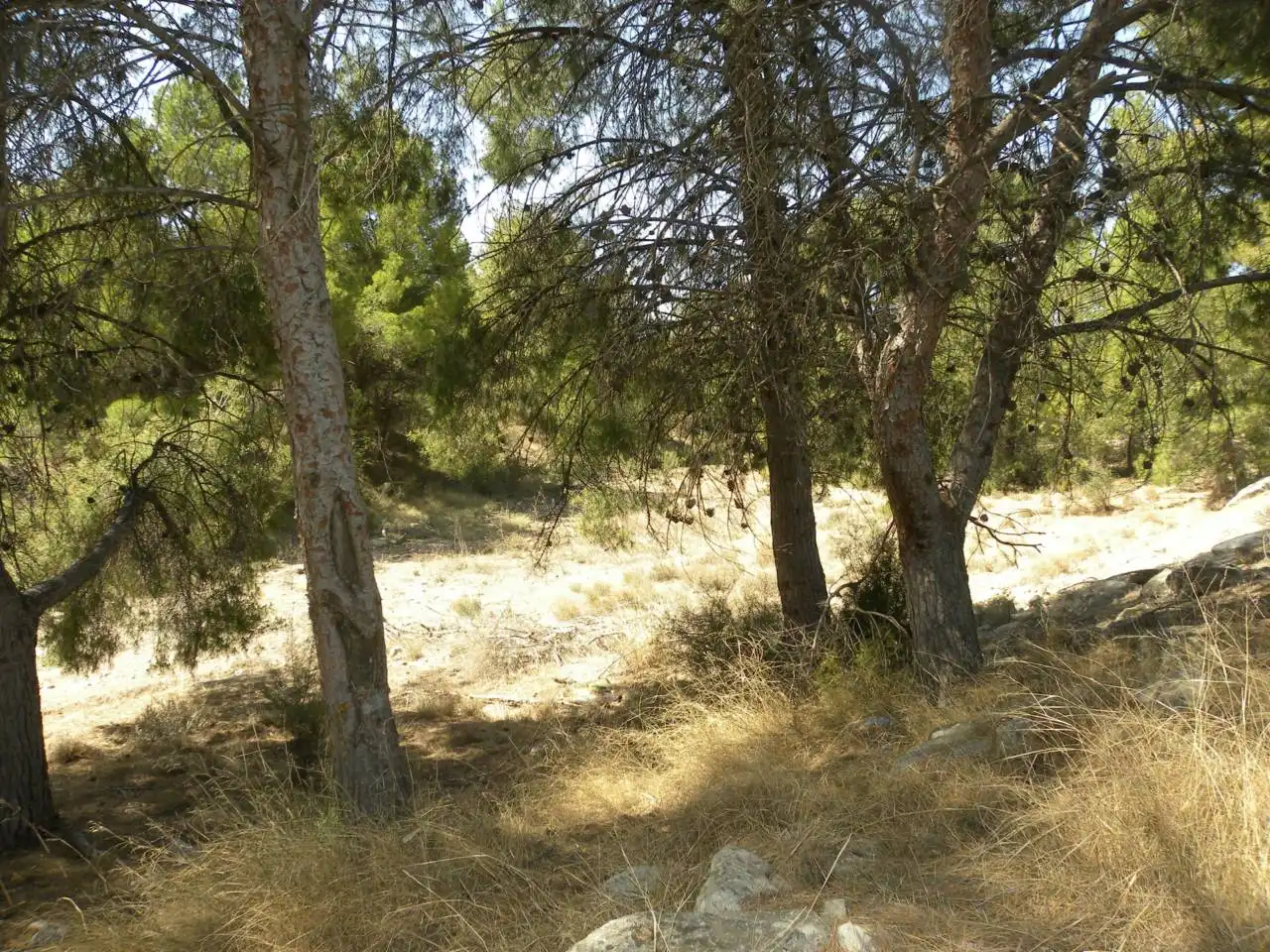 Terreno rustico in vendita a Carretera Llano de Béjar, imagen 9