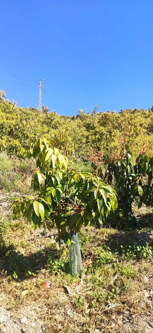 Terreno rústico en venta en Motril  ciudad, imagen 6