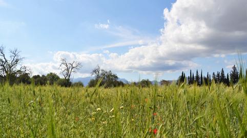 Photo 4 of Country house for sale in Llubí, Illes Balears