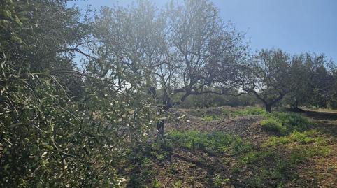 Foto 2 de Terreny industrial en venda a Centre, La Ràpita