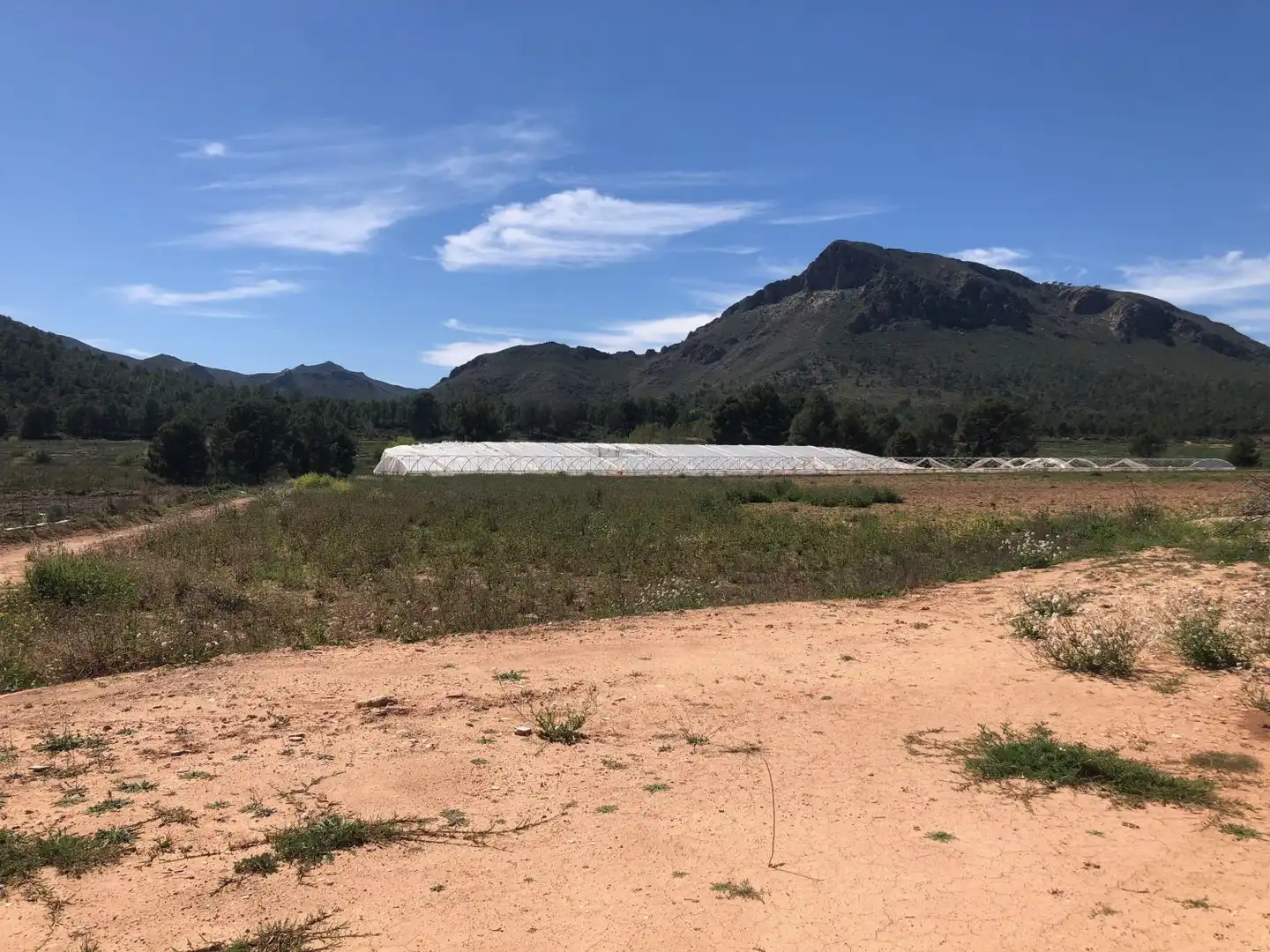 Terrenos y solares en venta en Hellín, imagen 4