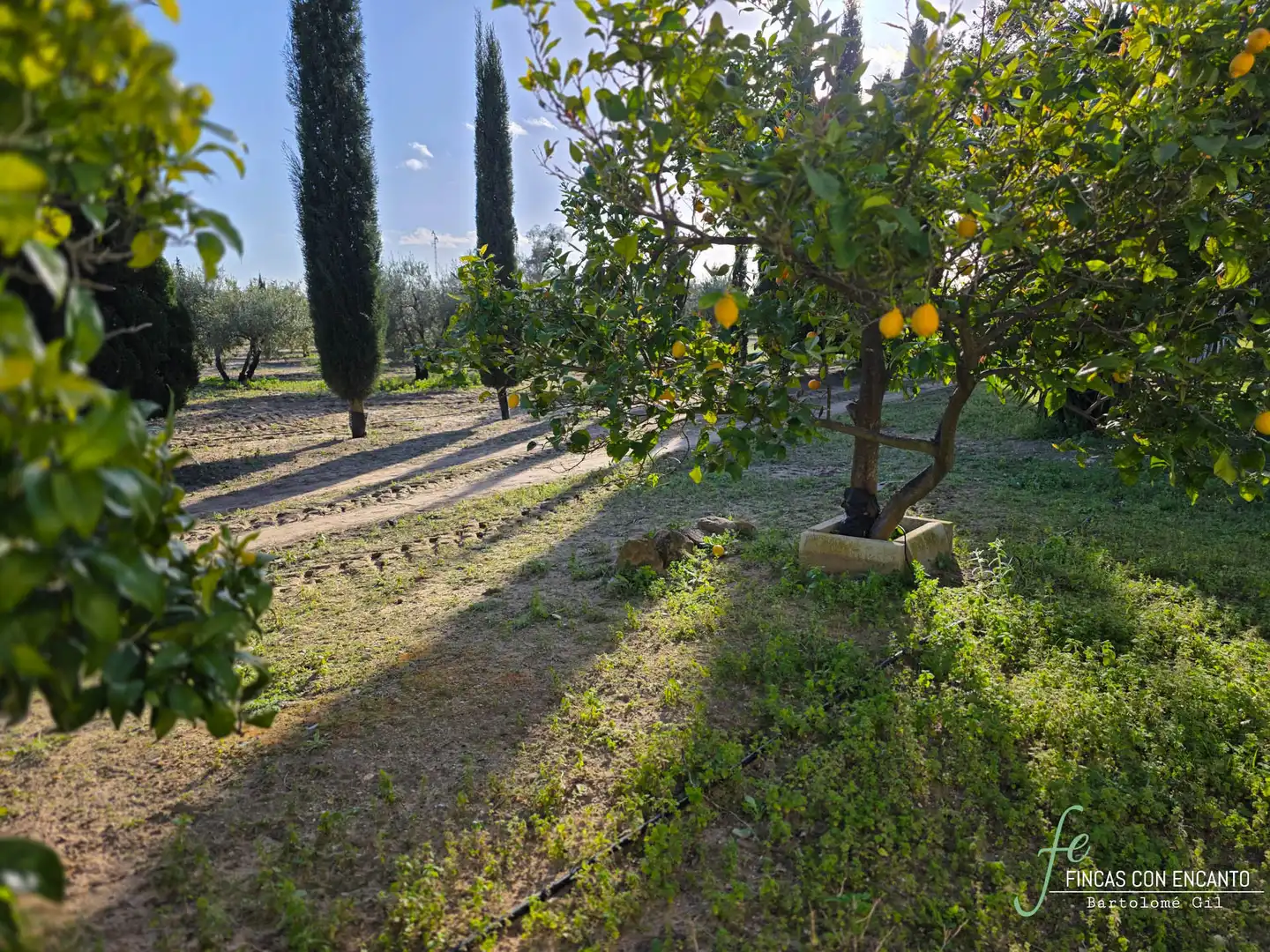Garden of Country homes for sale in Marchena  with Swimming Pool and Alarm