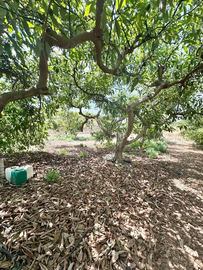 Garden of Country homes for sale in Benamocarra  with Private garden, Storage room and Swimming Pool