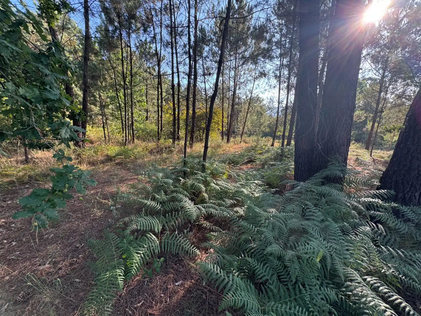 Terrenos y solares en venta en Lugar de Costeira, imagen 5