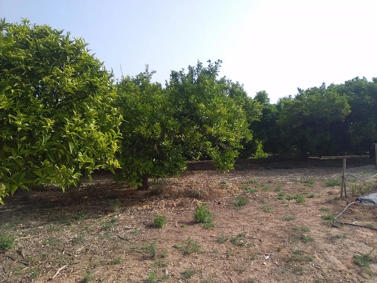 Finca rústica en venta en Sagunto / Sagunt