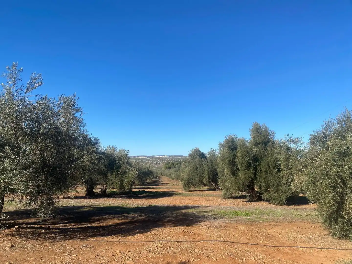 Terreni e lotti in vendita a Jabalquinto, imagen 2