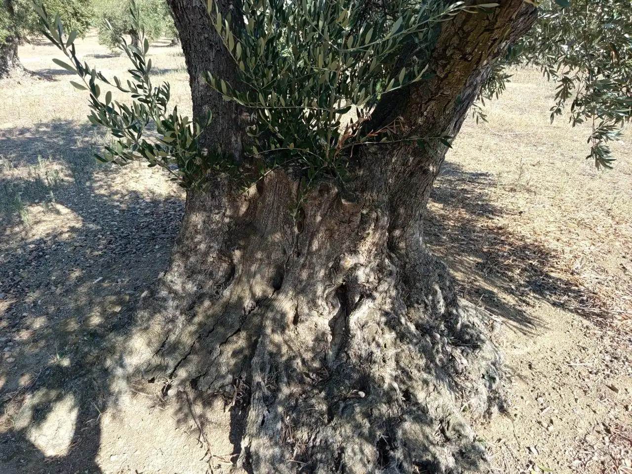 Terrenos y solares en venta en mas oliva, imagen 2
