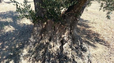 Photo 2 of Residential for sale in Mas Oliva, Els Grecs - Mas Oliva, Roses