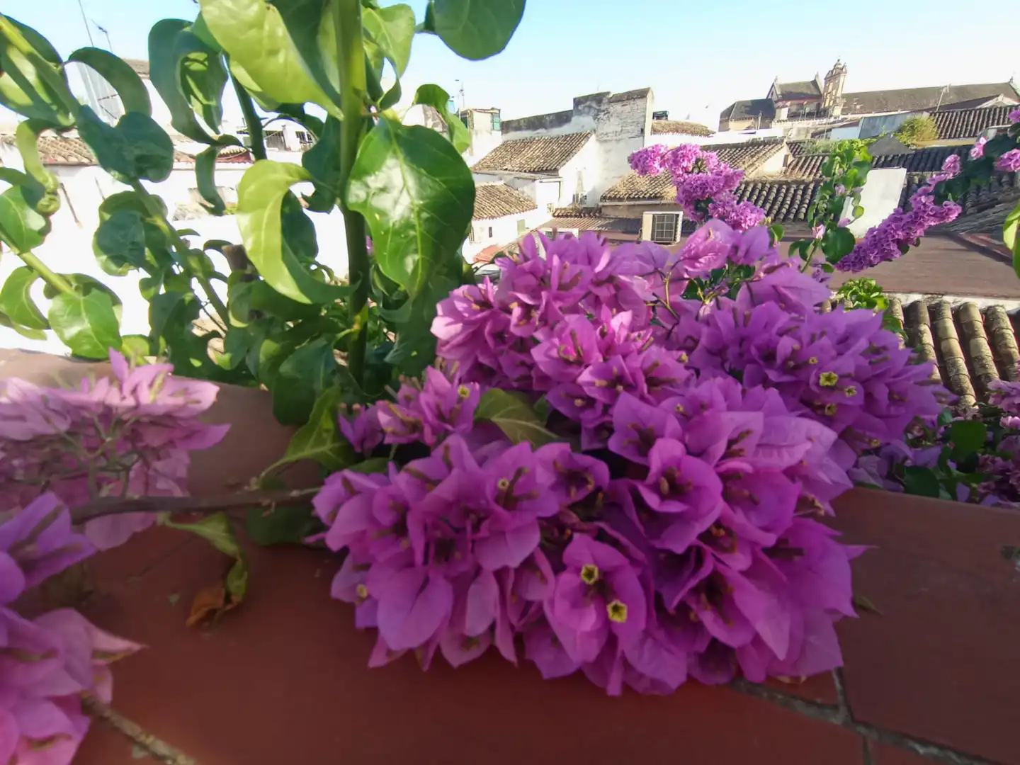 Jardín de Casa o chalet en venta en Córdoba