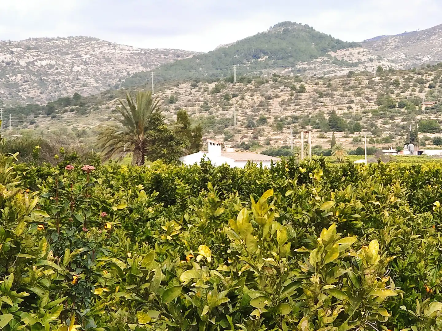 Rural land for sale in Alcanar, imagen 15