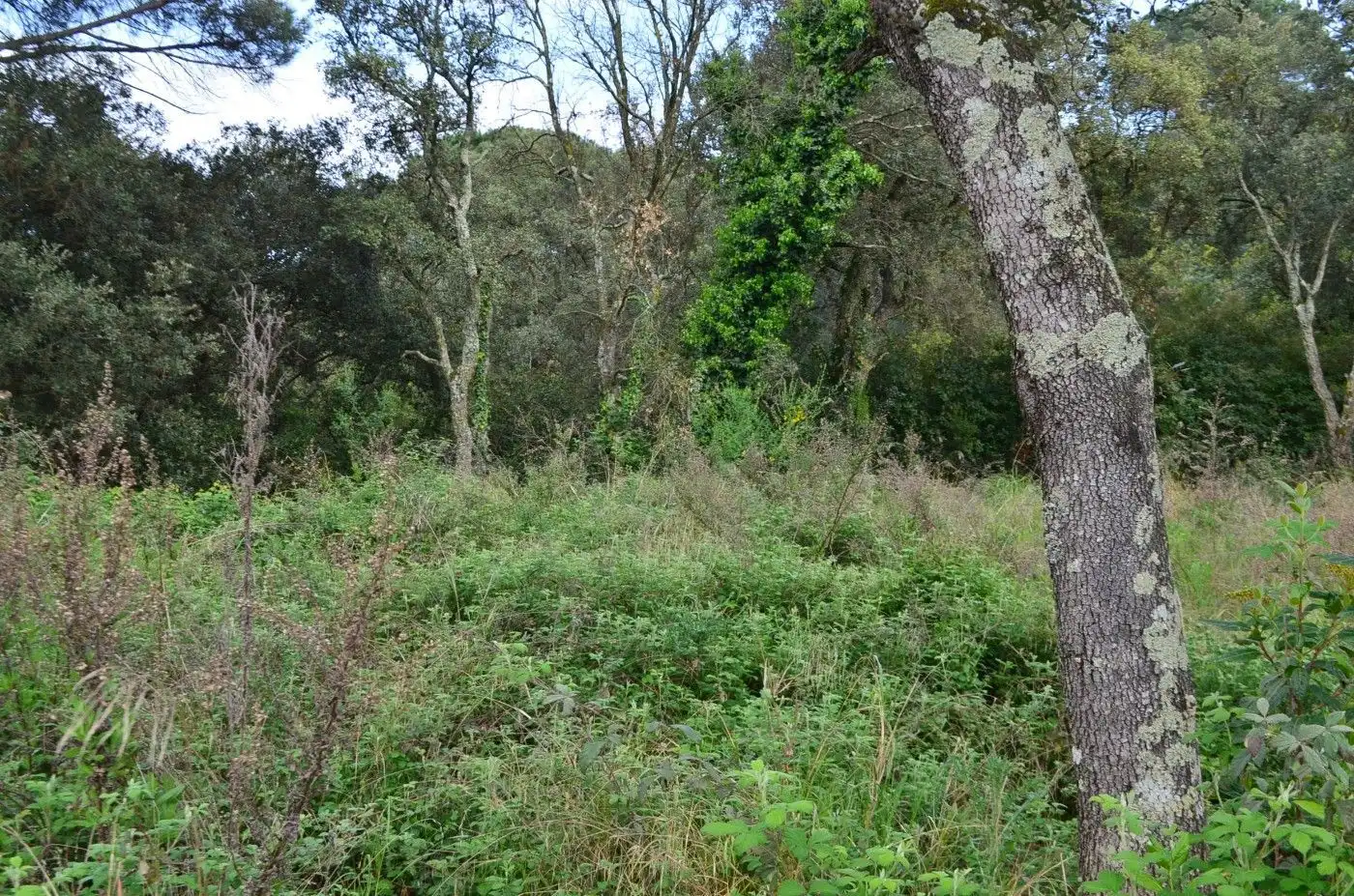 Wohnbaugrundstück zum Verkauf in Sant Celoni, imagen 6