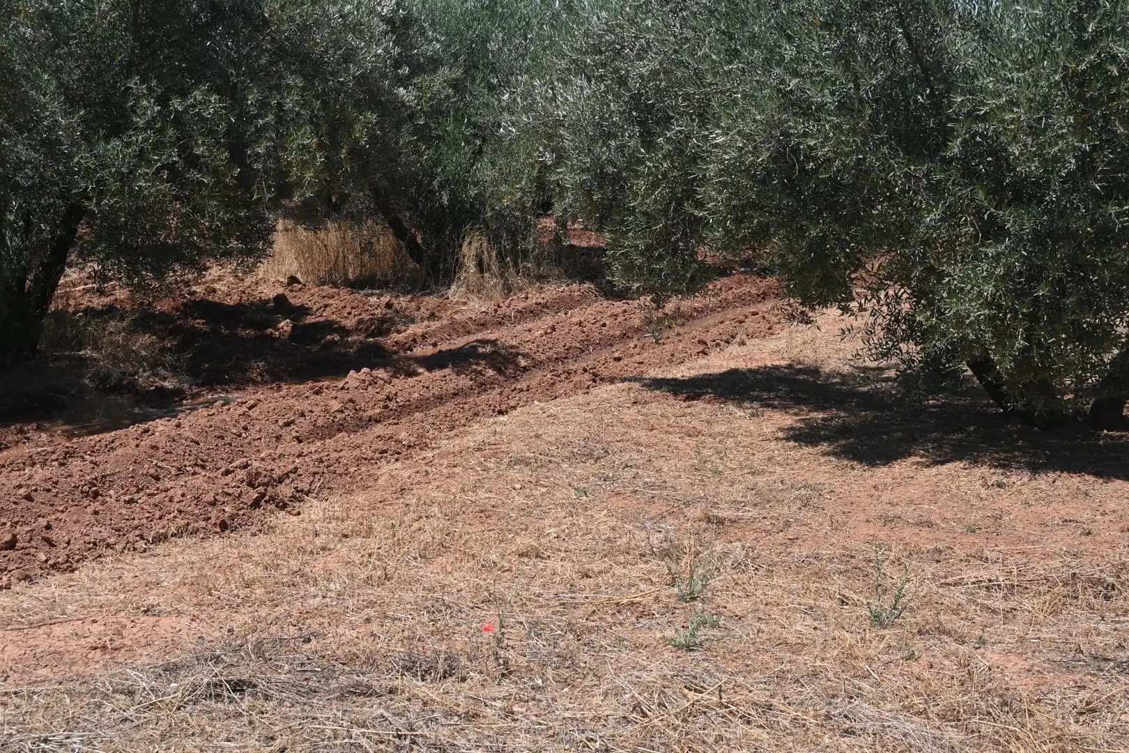 Terreni e lotti in vendita a Albolote, imagen 11