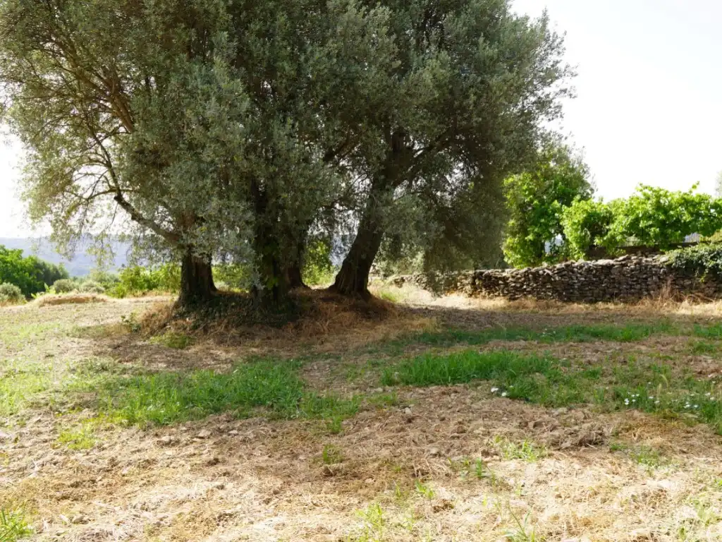 Terreni e lotti in vendita a Camino Casa Olivera(Lecina) 1, imagen 22
