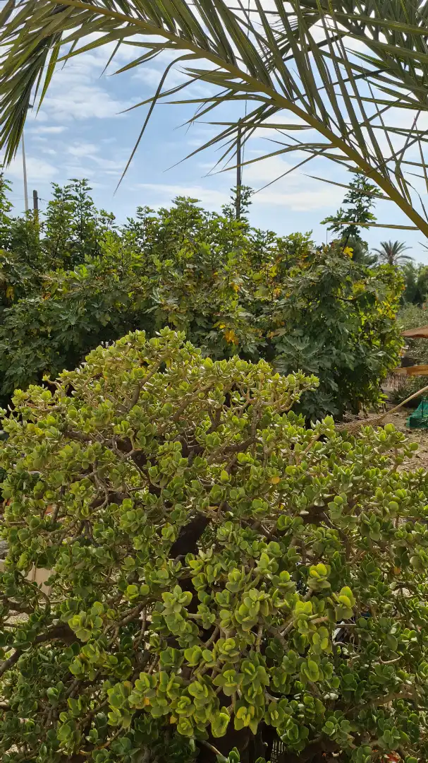 Jardí de Casa o xalet en venda en Elche / Elx amb Jardí privat, Traster i Moblat